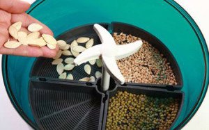 Пророщування насіння – які умови потрібно дотримуватися? + відео