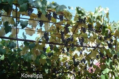 Виноград Російський Конкорд: опис, фото та докладні характеристики сорту