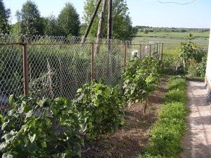 Обробка смородини навесні – чим обприскувати кущі? + відео