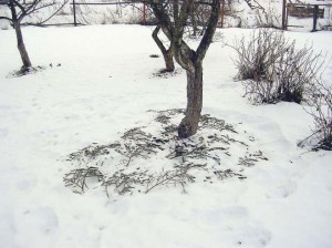 Роботи в саду взимку – доглядаємо за рослинами в зимовому саді + відео