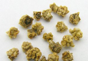 Посадка буряків навесні – секрети великого врожаю + Відео