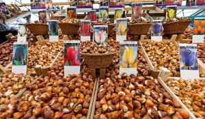 Посадка квітів навесні на дачі: всі нюанси для цього часу року + відео