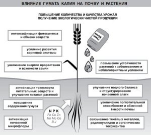 Азотно фосфорно калійне добриво – застосування, пропорції, строки + Відео