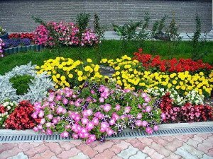 Схема посадки квітів на клумбі – переносимо думки на папір + Відео