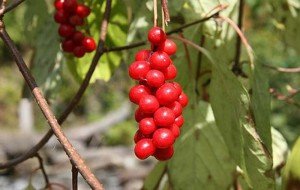 Вюнкі рослини для альтанки – які вибрати для прикраси? + відео