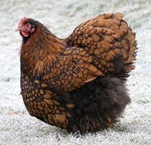 Курки породи Орпінгтон: висока якість мяса ховається під приємним зовнішнім виглядом