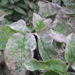 Троянди – хвороби і лікування для здорового росту квітів в саду + відео