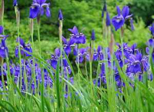 Посадка ірисів навесні – що потрібно для швидкого росту рослин? + відео