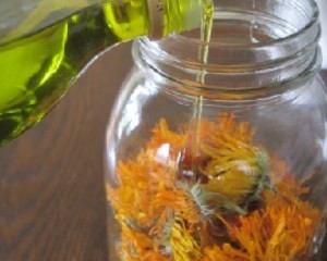 Календула – лікувальні властивості і протипоказання рослини + відео