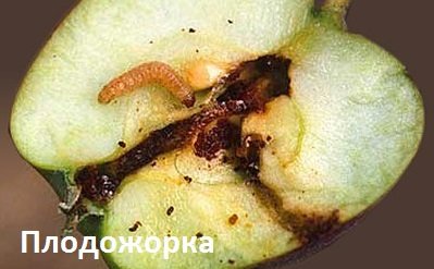 Особливості адаптації яблуні Айдаред, догляд та правила посадки