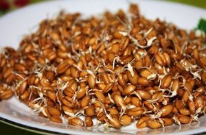 Голодування курей: хвороба, яку необхідно лікувати