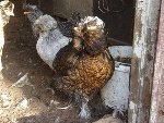 Забій курей в промислових масштабах: опис всіх етапів