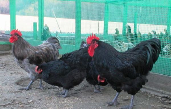 Кури Джерсійські гіганти