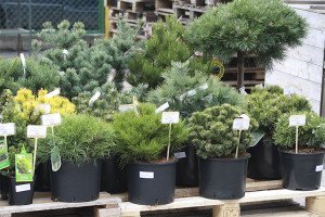 Саджанці хвойних дерев і чагарників – як правильно підібрати? + відео