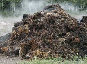Вирощування шампіньйонів у відкритому ґрунті – все найкраще на город + відео