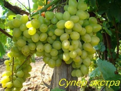 Виноград Супер екстра: опис сорту, шкідники, хвороби та фото