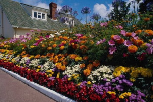 Садові квіти, що цвітуть усе літо – однолітні і багаторічні + відео