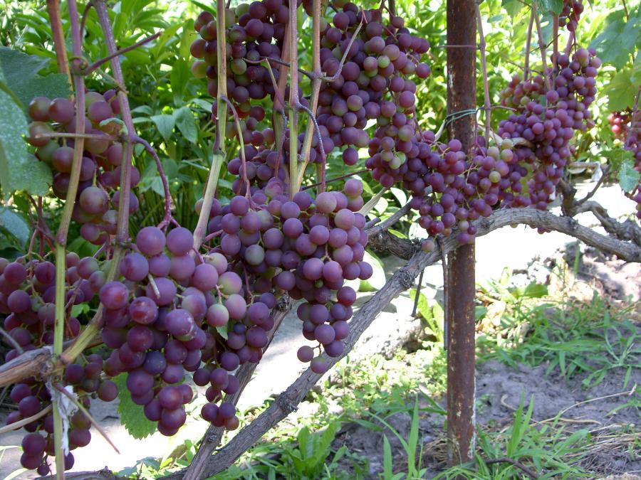 Виноград російський ранній опис сорту з фото