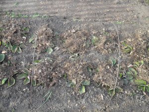 Догляд за полуницею навесні – важливі правила і підготовка до зими + відео Догляд за полуницею навесні – важливі правила і підготовка до зими + відео