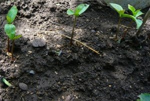 Хурма: вирощування з кісточки – які потрібні особливі умови? + відео