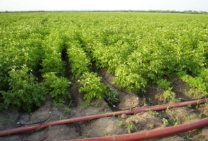Посадка картоплі за голландською технологією – підвищуємо урожай + Відео