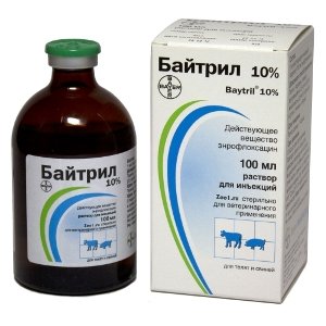 Кандидоз у птахів: поразка зобу і слизової оболонки