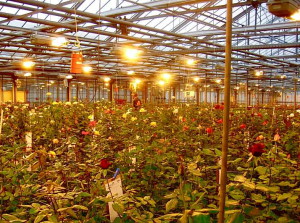 Освітлення теплиць взимку – який освітлювальний прилад вибрати? + відео