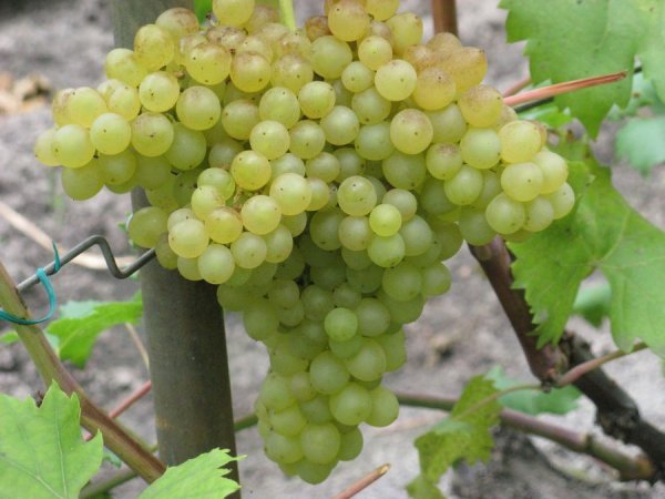 Виноград Кишмиш 342: опис, вирощування та фото сорту