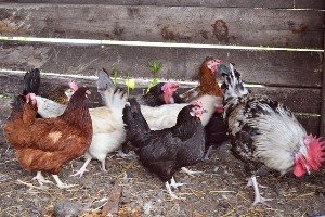 Кури породи Мегрула   улюбленці особистих, фермерських і дачних подвірїв