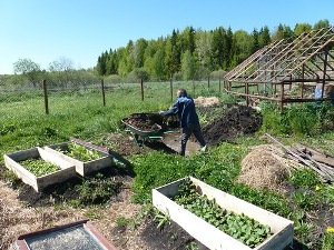 Пастерельоз у курей: опис хвороби, симптоми, лікування та профілактика