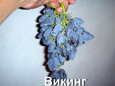 Виноград Вікінг: опис сорту і фото, історія селекції, хвороби і шкідники