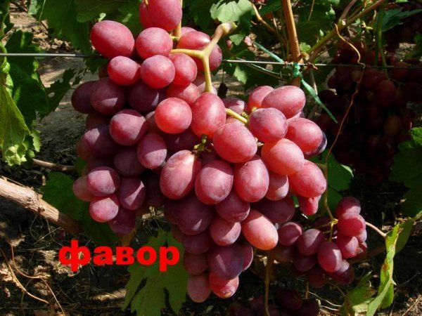 Виноград Фавор: опис сорти, хвороби, шкідники, характеристики і фото