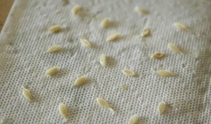 Вирощування огірків в теплиці – вибір сорту і посадка розсади! + відео