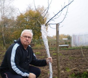 Як укрити яблуні на зиму – утеплюємо і захищаємо + Відео