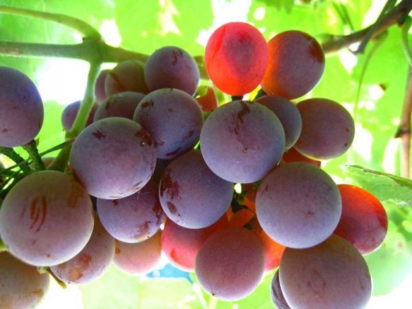 Виноград Лідія: фото, опис сорту та корисні поради по лікуванню хвороб