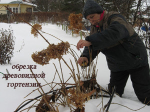 Посадка гортензії навесні – прикрашаємо сад буйним цвітом + Відео
