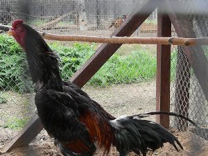 Малайська бійцівська   створена для бійки