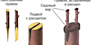 Щеплення шовковиці навесні і інші етапи догляду за деревом + відео