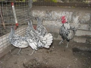 Кури Сібрайт   мініатюрні красені з завзятим характером: фото та опис