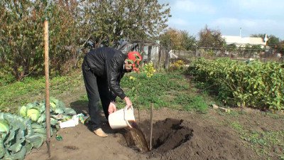 Один з найбільш смачних сортів яблук   яблуня Дивовижне