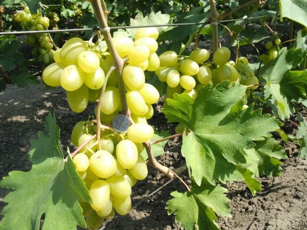 Виноград Бажена: докладний опис високоврожайного, светолюбивого сорту і фото