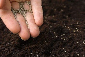 Турецька гвоздика – правильне вирощування та особливості догляду +Відео