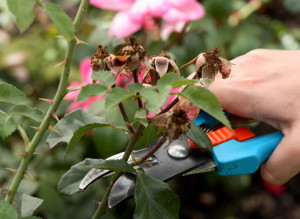 Весняна обробка саду – що застосовувати для роботи? + відео