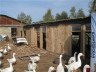 Сарай для гусей своїми руками – будуємо приміщення для птиці + Відео