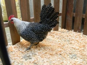 Кури Кампин сріблястий   продуктивність і краса на подвіря