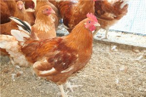 Червоні білохвості кури: чудовий джерело мяса і яєць