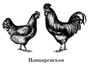 Порода курей Панциревская   чорні чи білі – не важливо