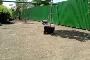 Посадка газону на дачі – все особливості посіву + Відео