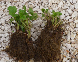 Посадка полуниці навесні – вибираємо розсаду, проводимо пересадку + відео