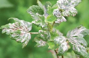 Обробка смородини навесні – чим обприскувати кущі? + відео